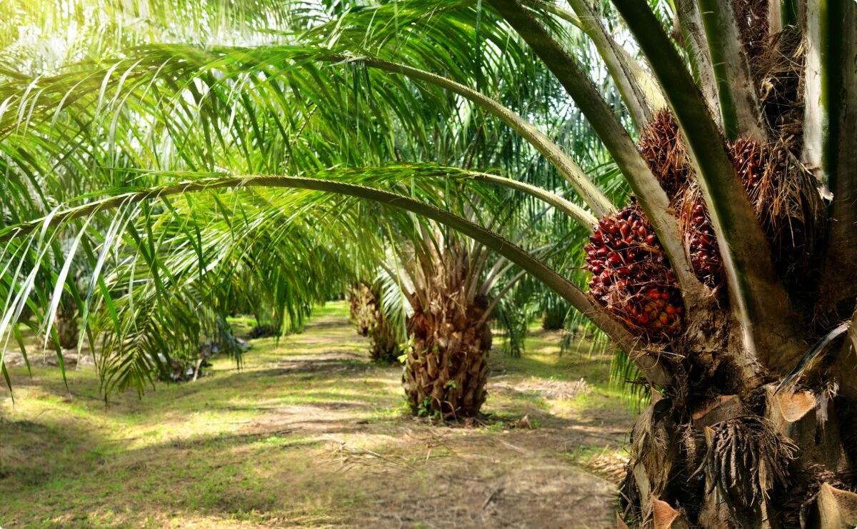 palma da olio